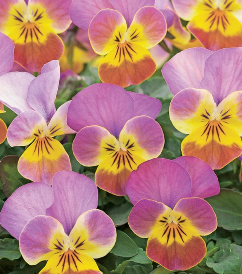 Pansies & Violas | Rose Antique Gem | Seeds