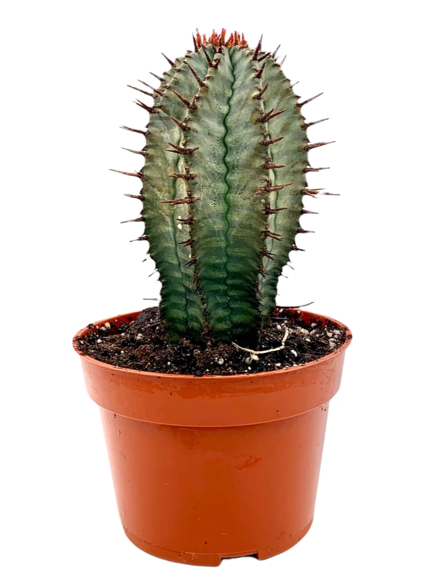 Cactus |  Euphorbia Horrida