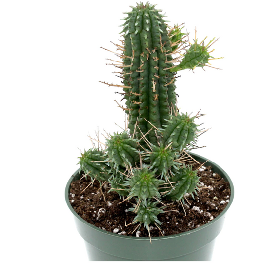 Cactus | Euphorbia Mammillaris