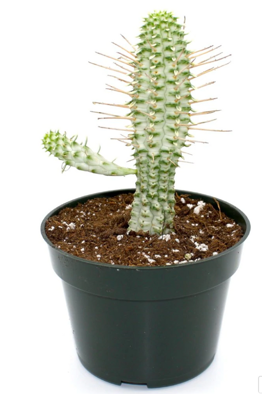 Cactus | Euphorbia  Mammillaris Variegata