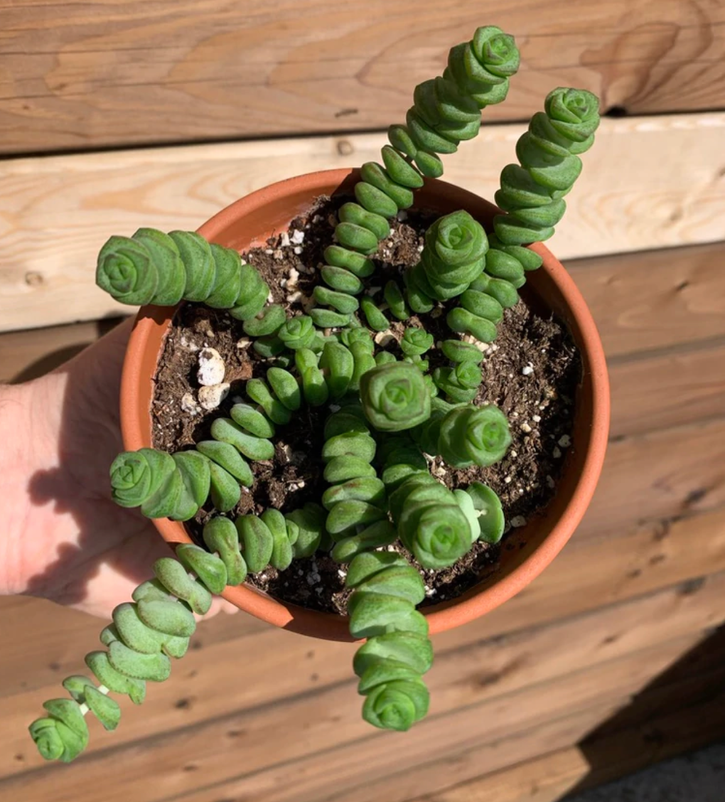 Marnieriana | Crassula