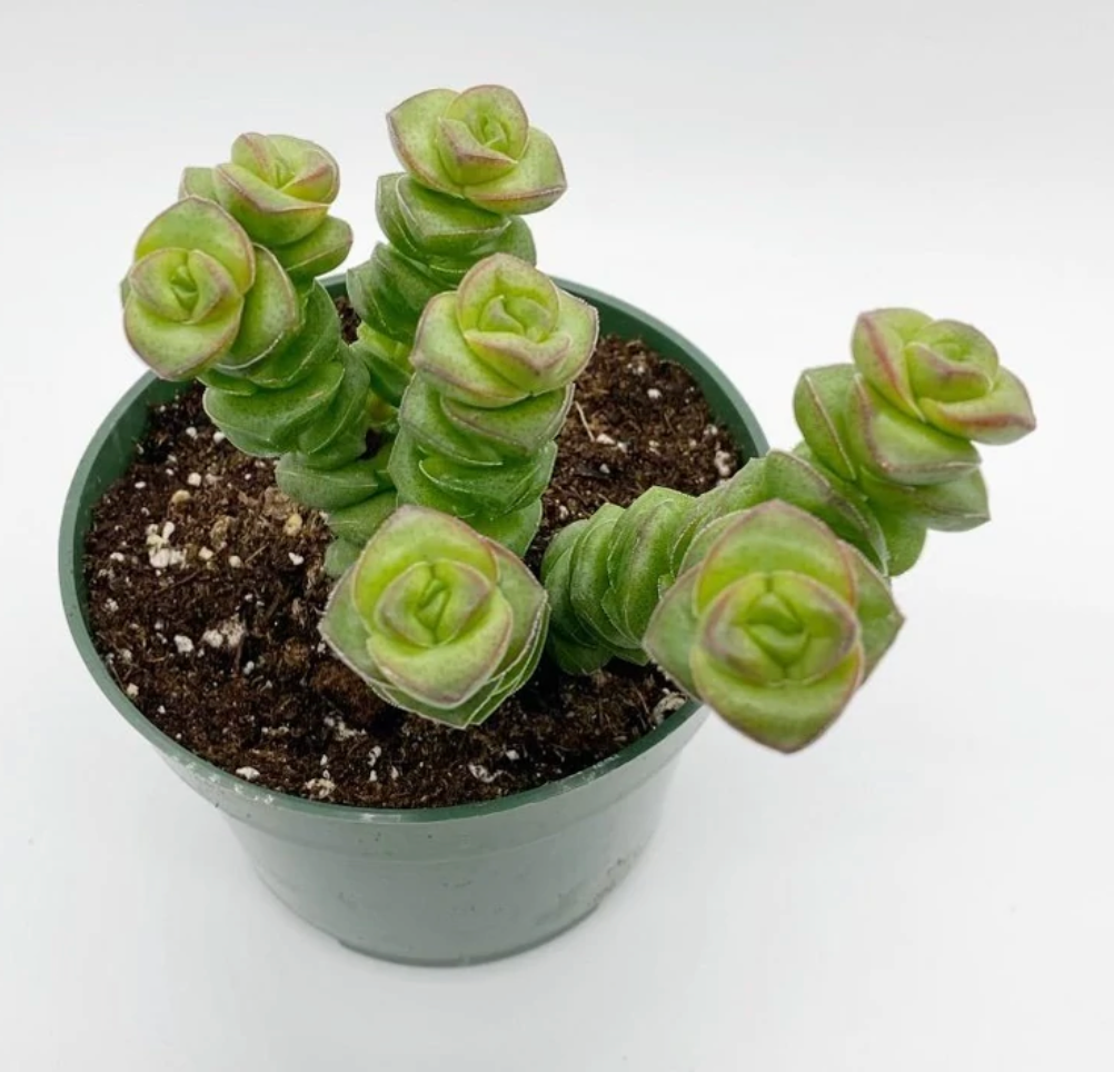 Marnieriana | Crassula