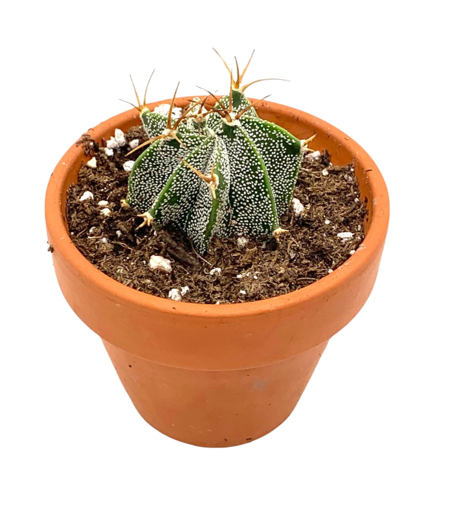 Cactus | Monks Hood Astrophytum Ornatum