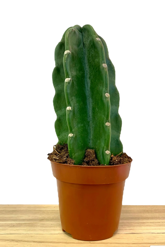 Cactus |  Cereus Jamacaru