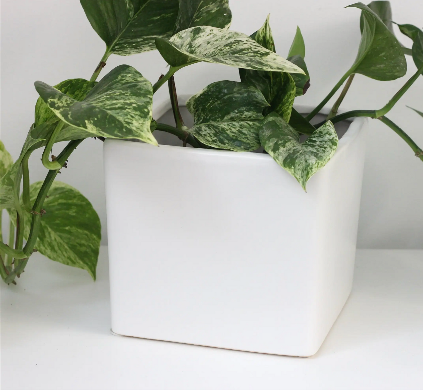 Cube Planter | Sprout & About