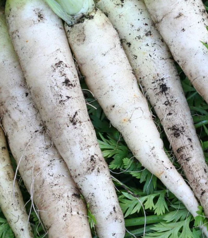 Seeds | Carrots White Satin