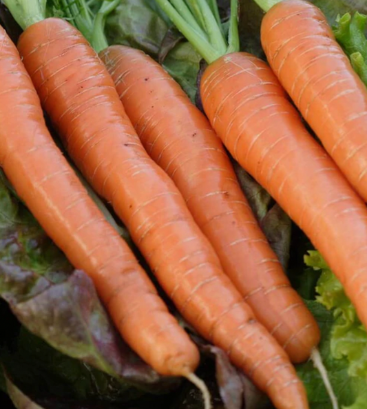 Carrots | Dragons Certified Organic | Seeds