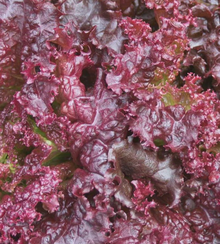 Seeds | Lettuce Darkness Lola Rossa