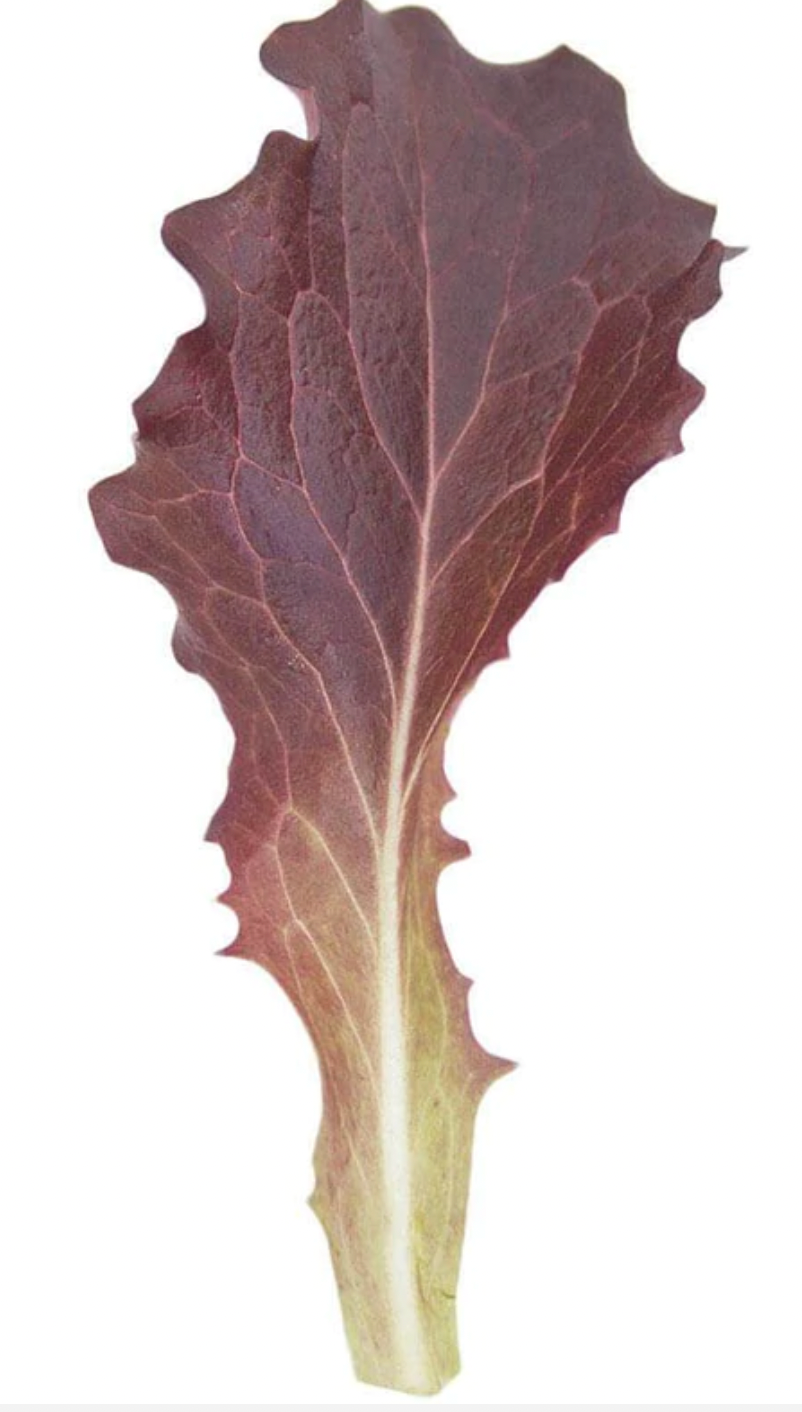 Seeds | Lettuce Tamarindo