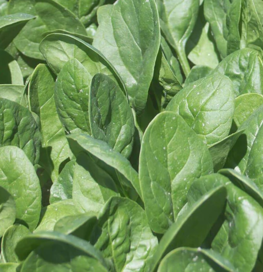 Spinach | Seaside | Seeds