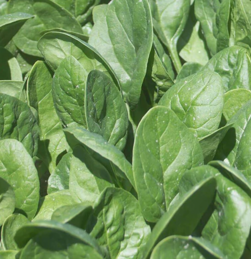 Seeds | Spinach Seaside