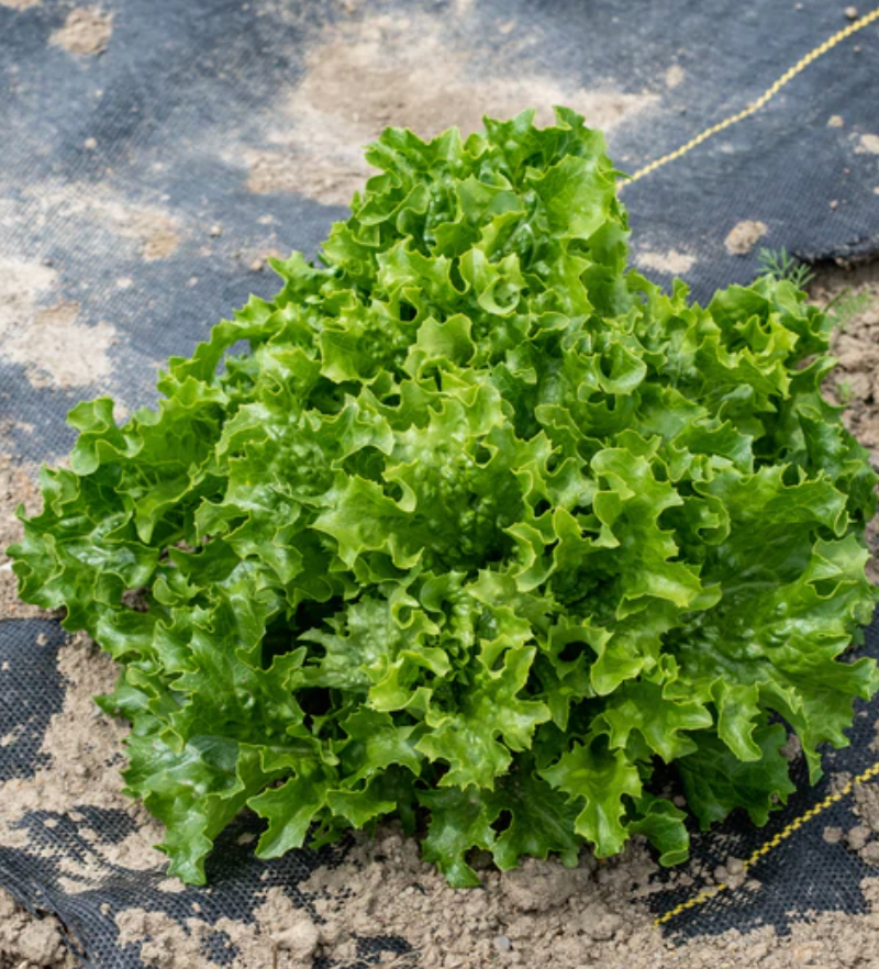 Seeds | Lettuce Celinet