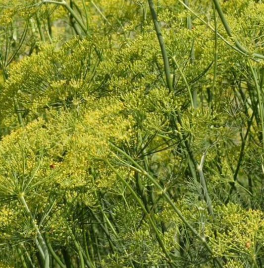 Seeds | Dill Fernleaf