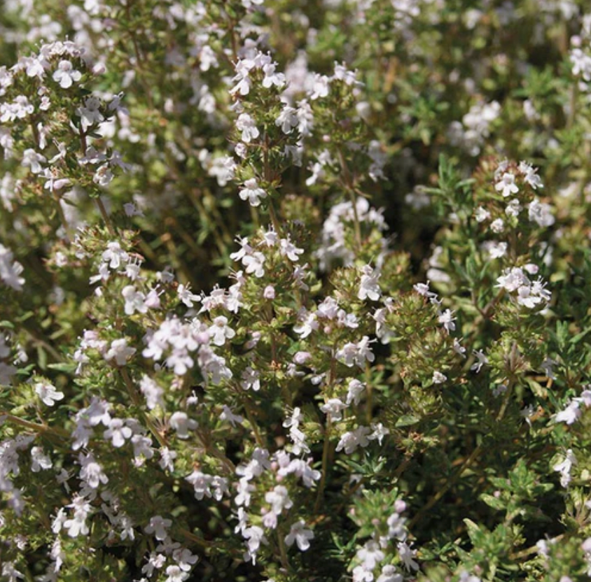 Seeds | Thyme Orangelo