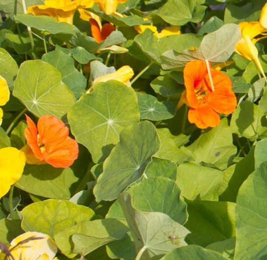 Seeds | Nastursiums Jewel Mix