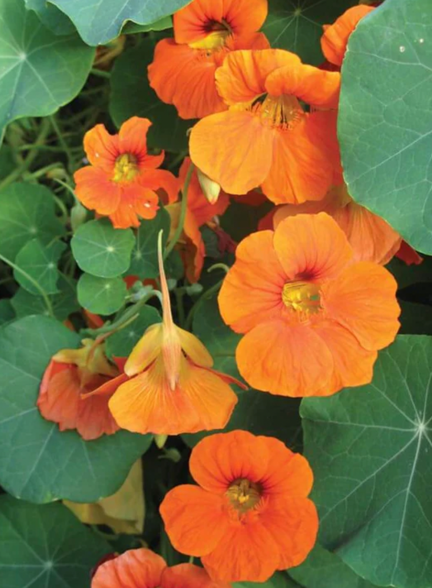 Seeds | Nastursiums Tall Single Mix