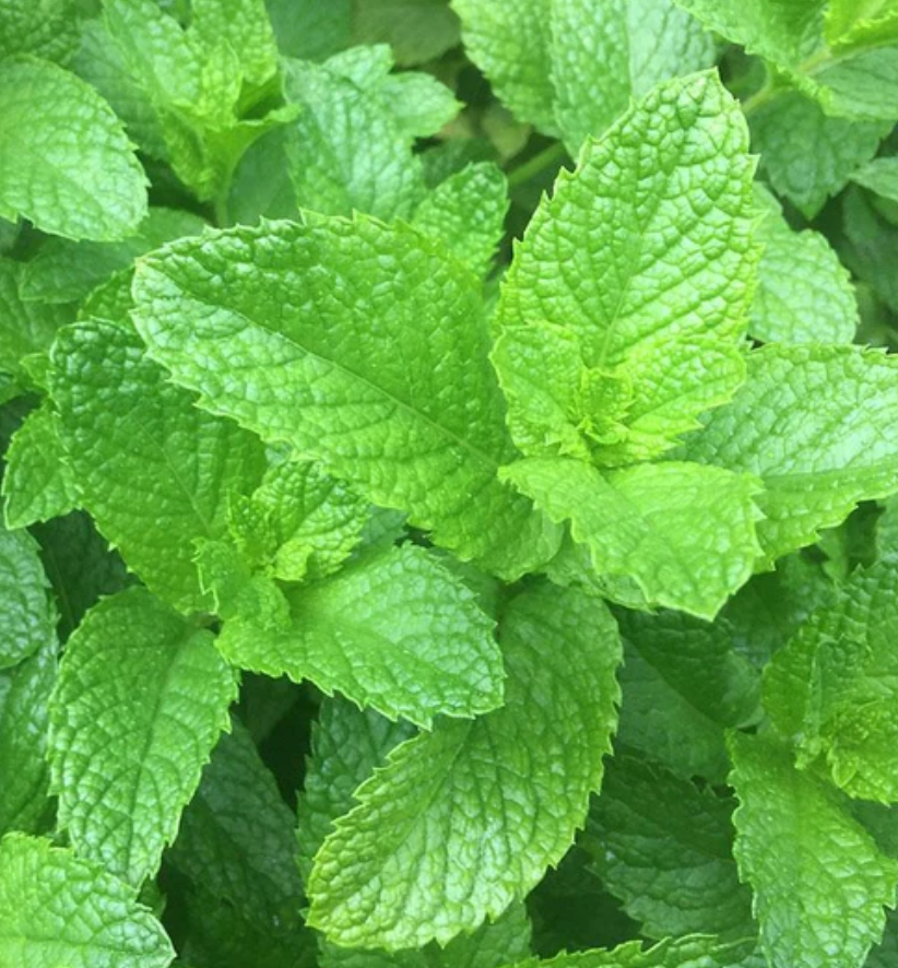 Seeds | Mint Spearmint