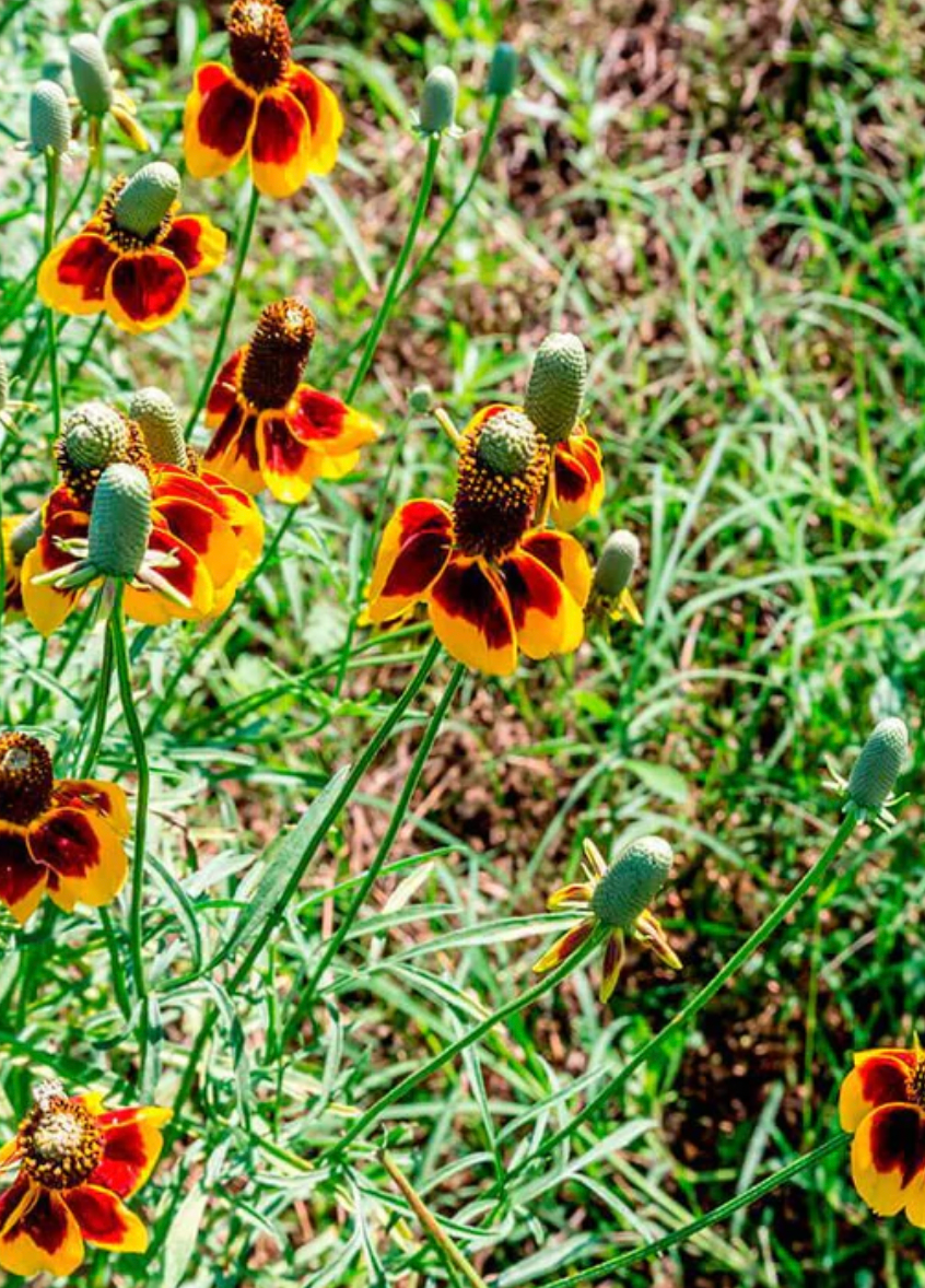 Seeds | Praire Coneflower Ratibaba