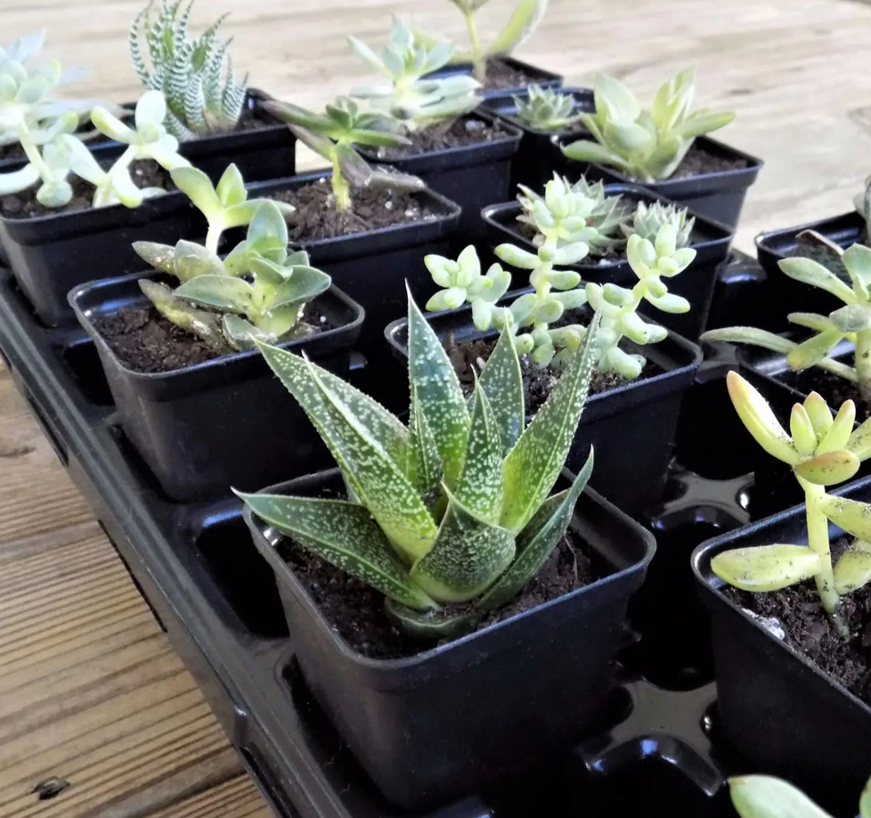 Bootstrap Farmer | Square Pot Seed Starting 2.5"