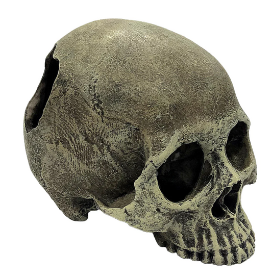 Human Half Skull