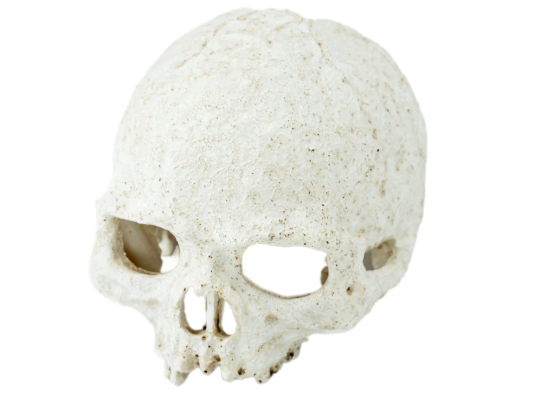 Human Half Skull Pangea