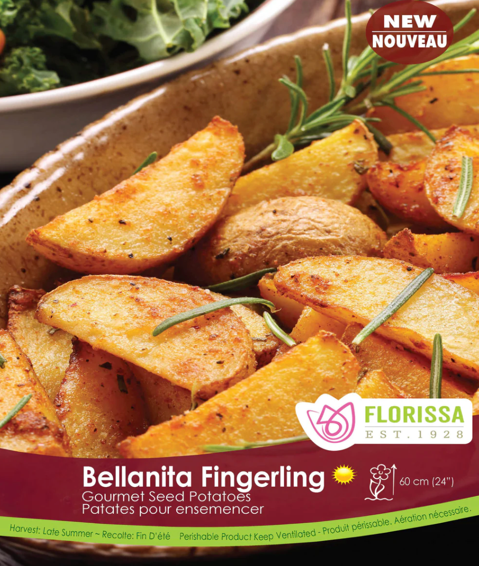 Potato Seed | Bellanita Fingerling