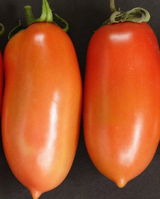 Tomatoes | La Roma | Seeds