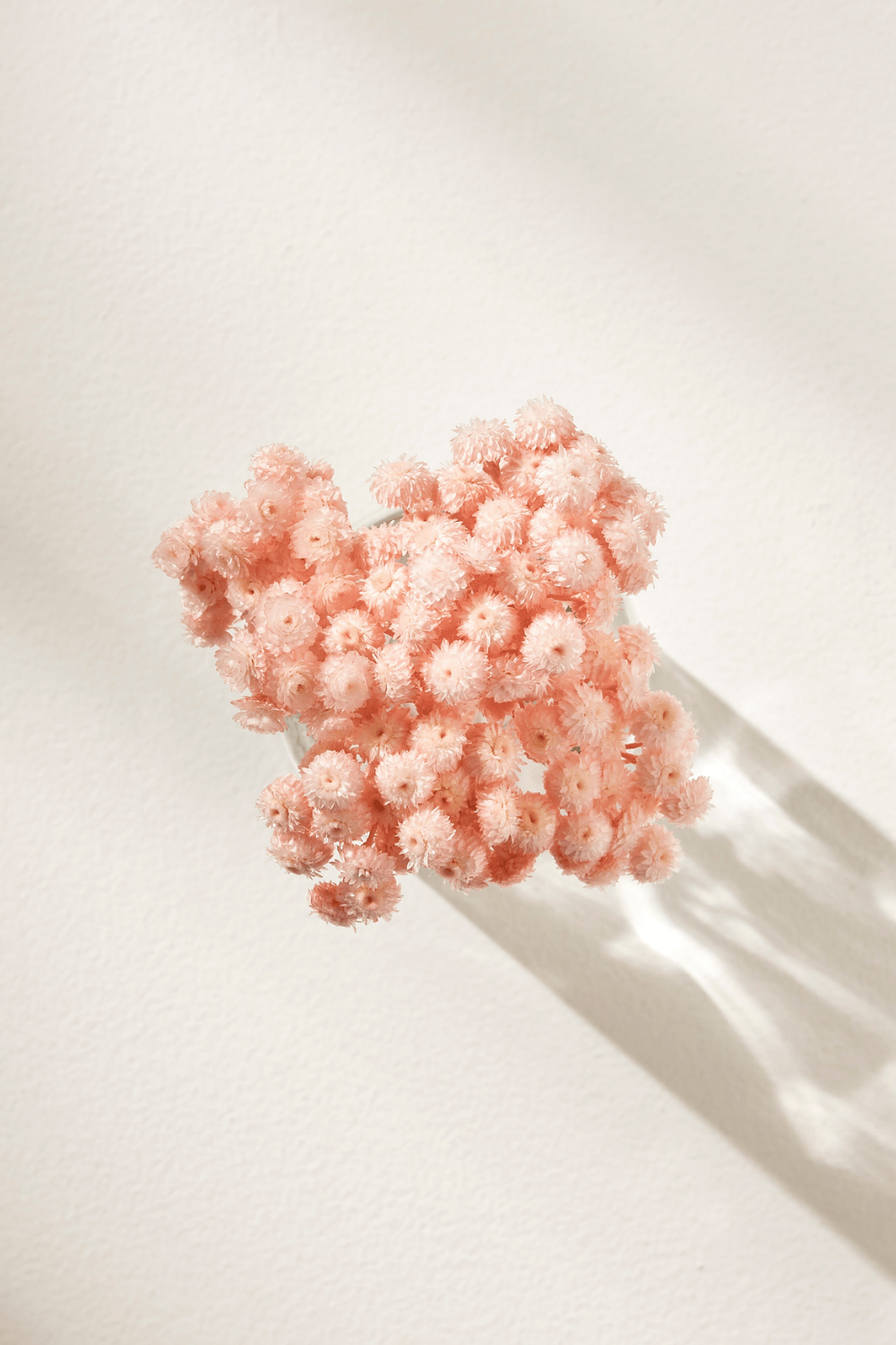 Dried & Preserved Floral | Strawflower Mini