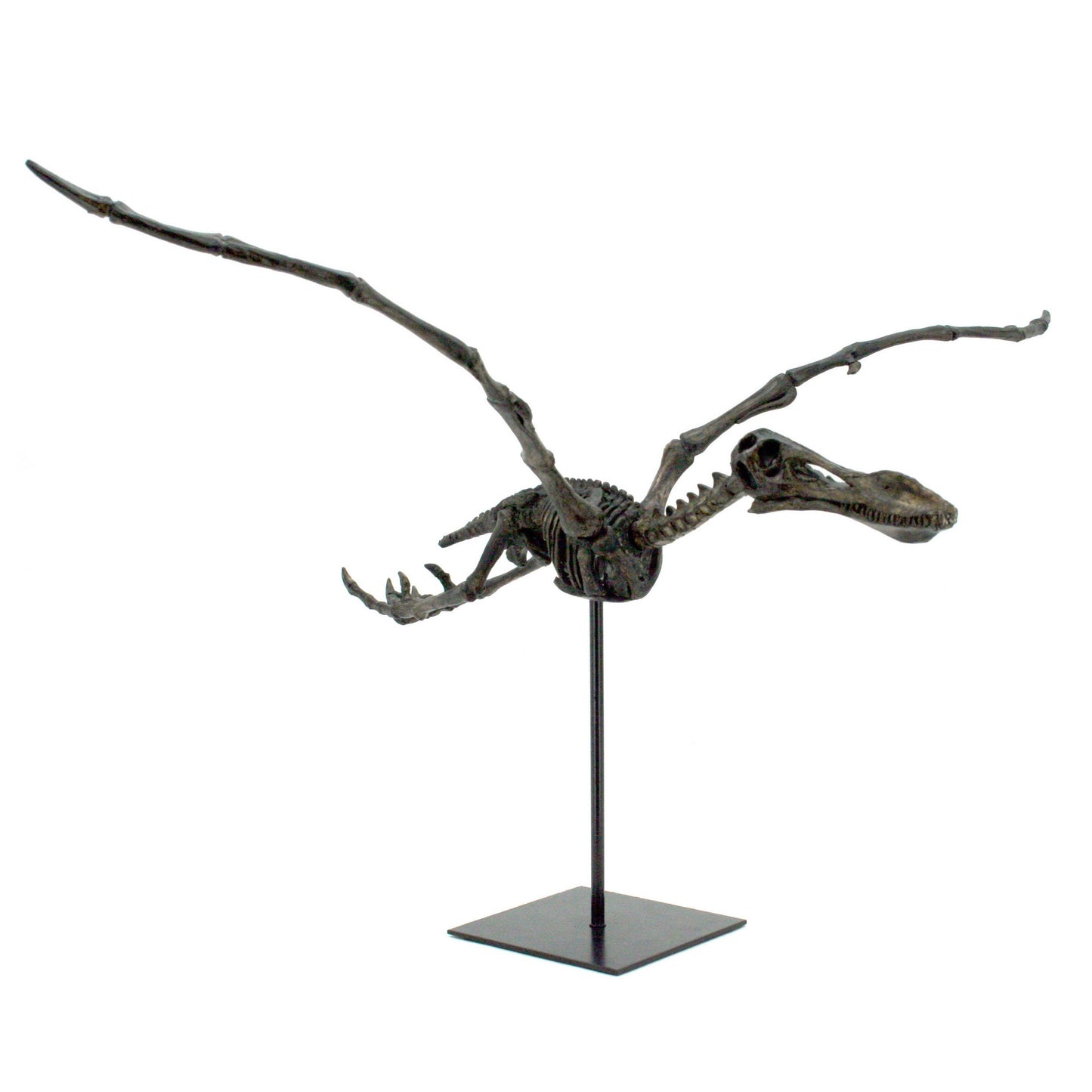 Faux Flying Pterosaur Dinosaur Fossil Trophy
