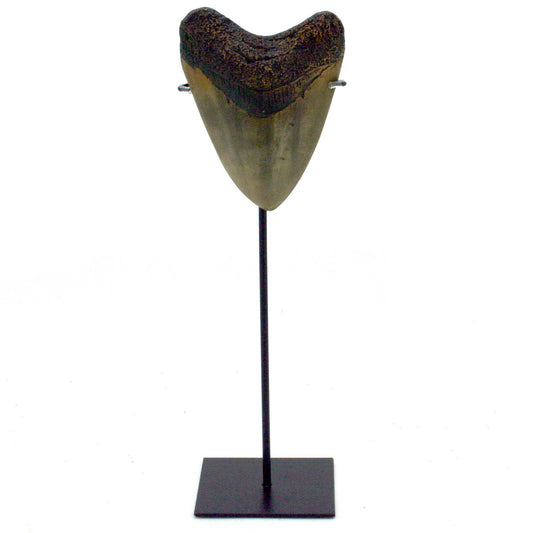 Megalodon Tooth Replica
