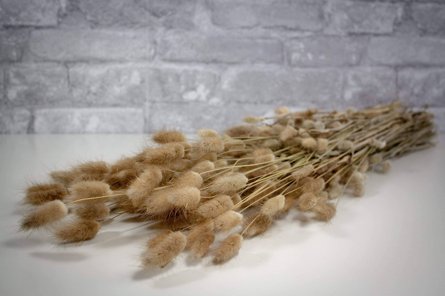 Dried & Preserved Floral | Bunny Tails