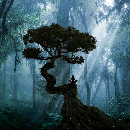 Forest Bathing | Workshop