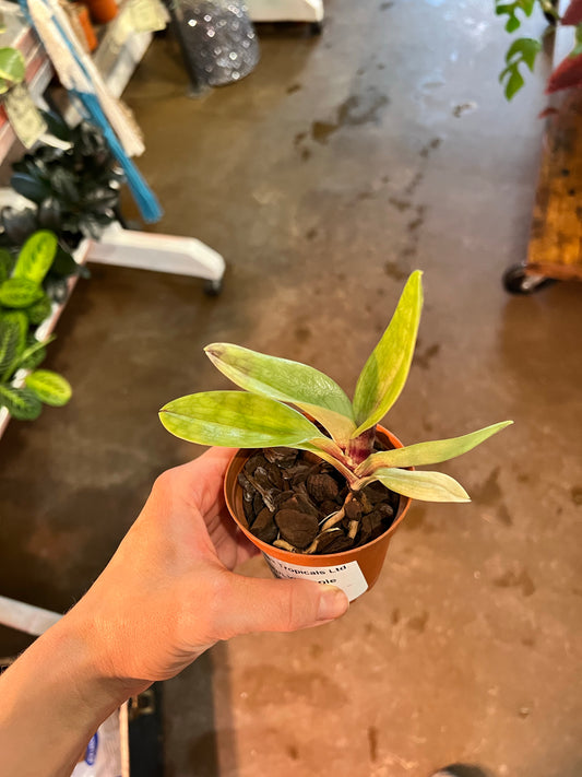 Orchids | Lady Slipper