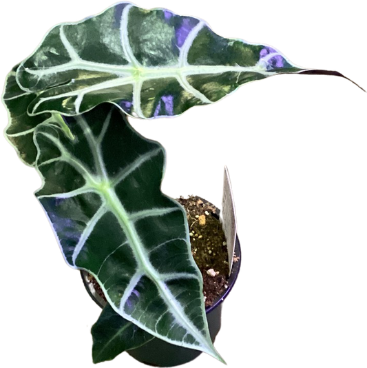 Alocasia | Amazonia