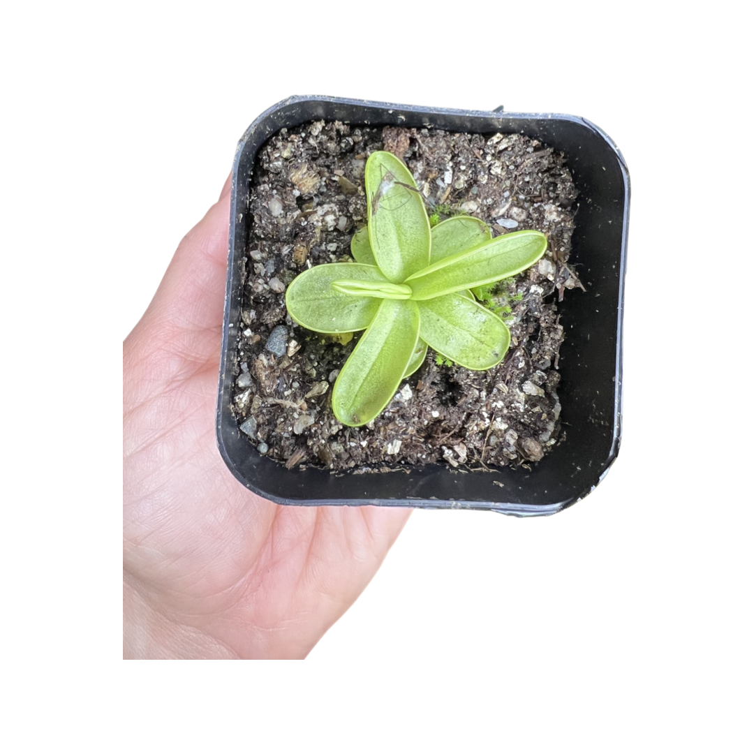 Butterwort | Pinguicula Primuliflora