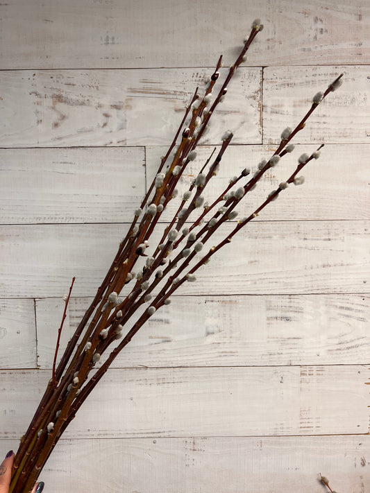 Pussy Willow