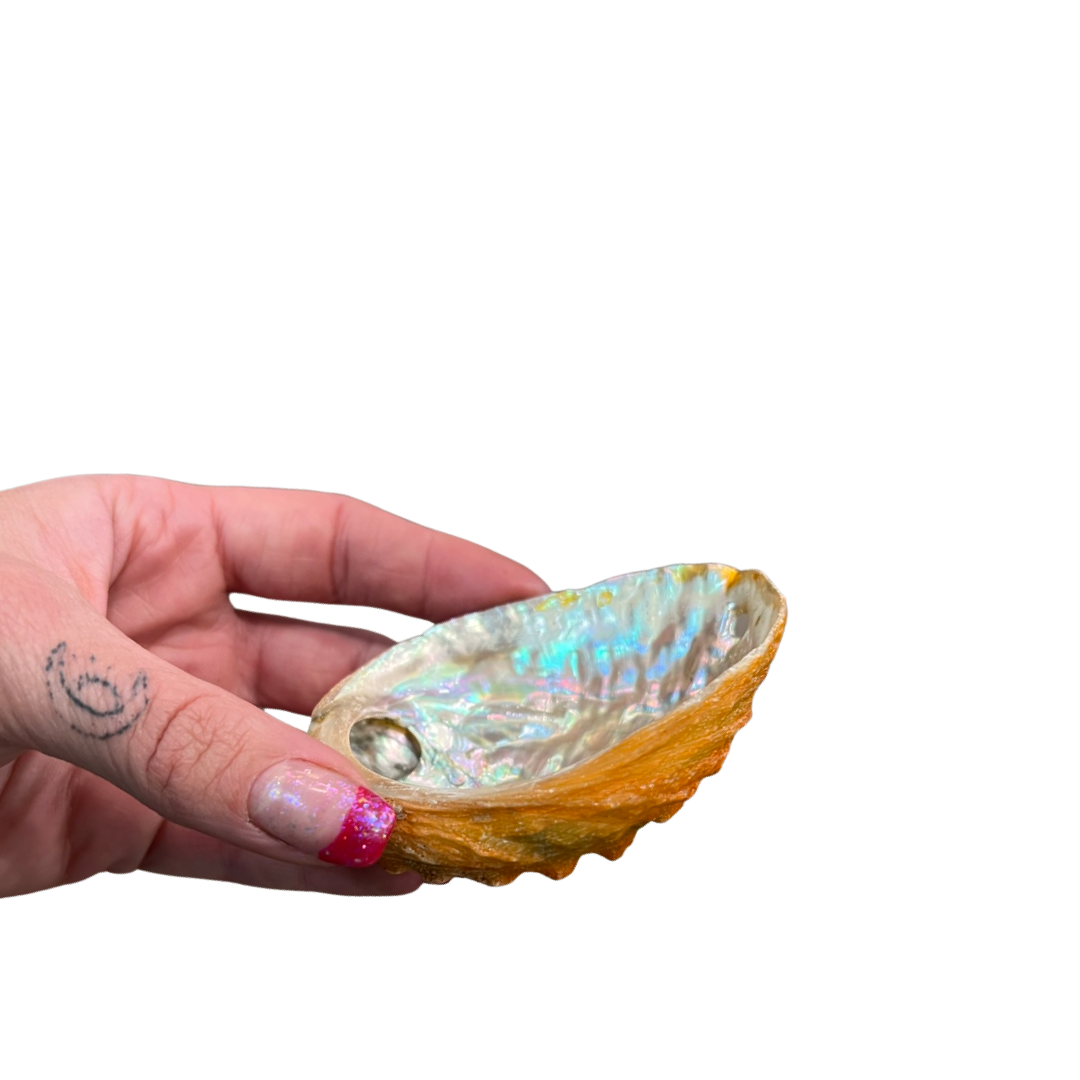 Abalone Sea Shell