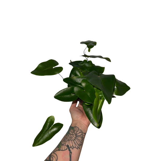Fern | Heart