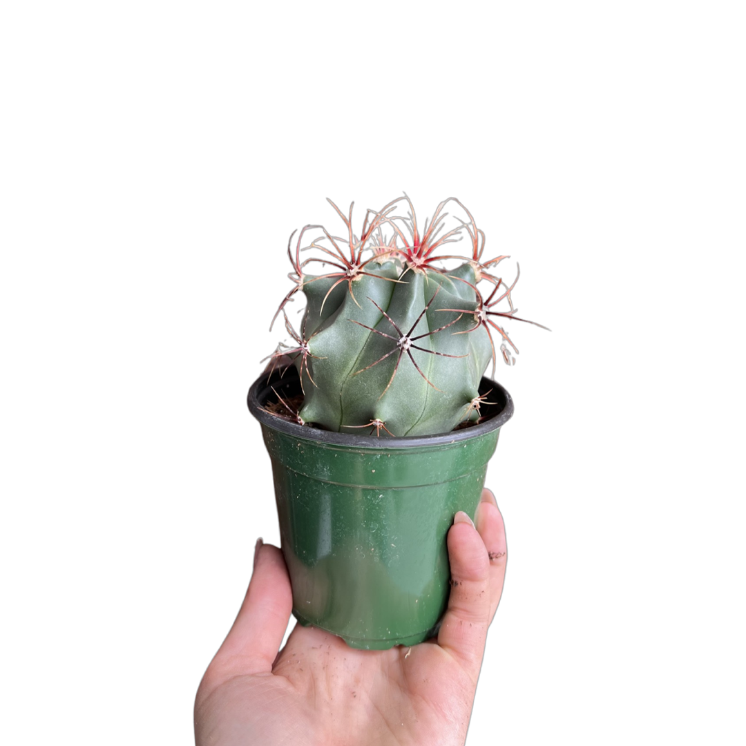 Cactus | Ferocactus Histrix