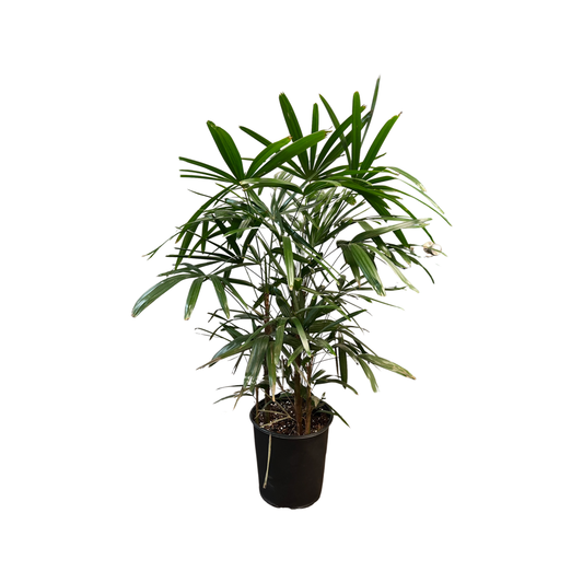 Palm | Lady