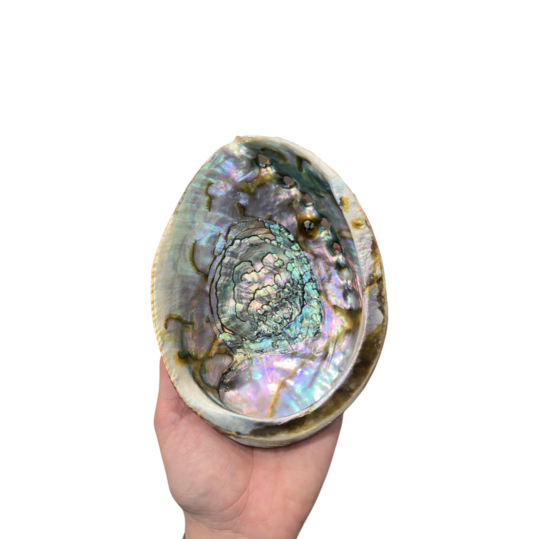 Abalone Sea Shell