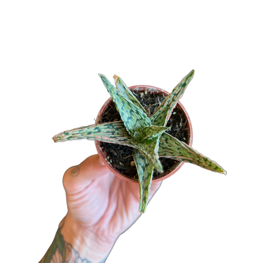 Aloe | Pink Blush