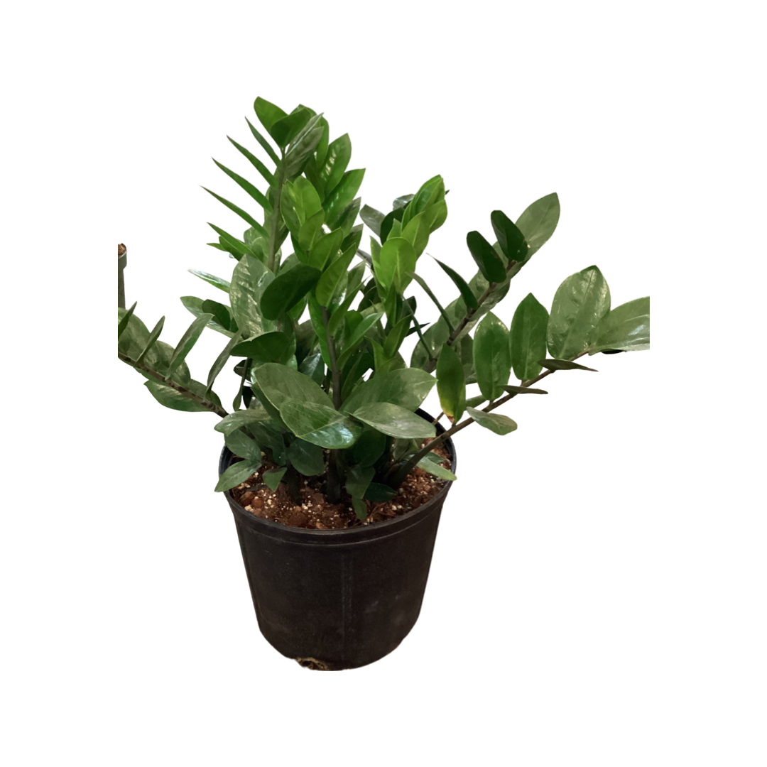 ZZ Plant | Green