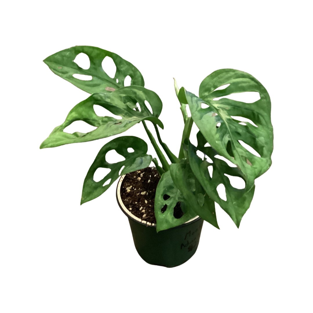 Monstera | Adansonii