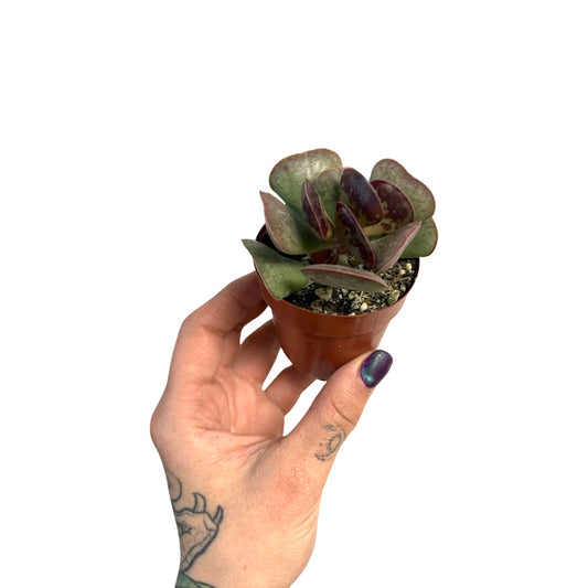 Calico Heart