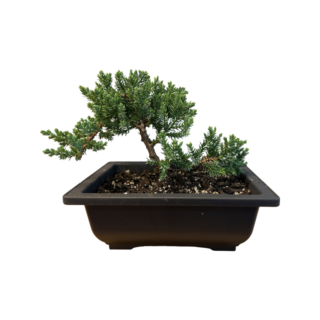 Bonsai | Japanese Juniper 6" in Flat Pot