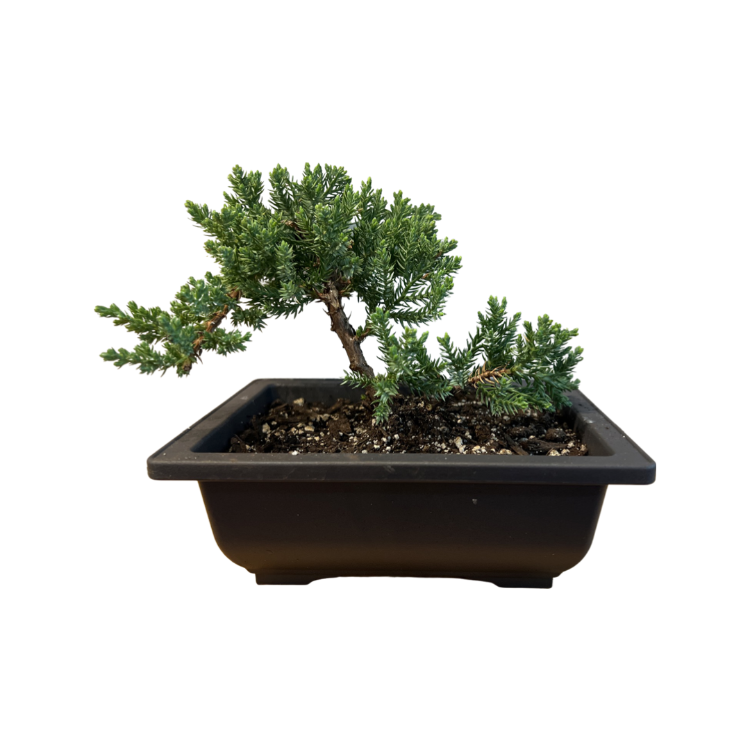Bonsai | Japanese Juniper 6”