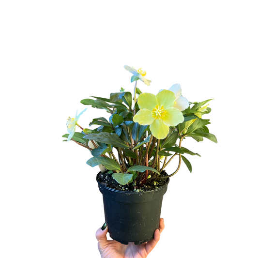 Hellebores | Christmas Rose