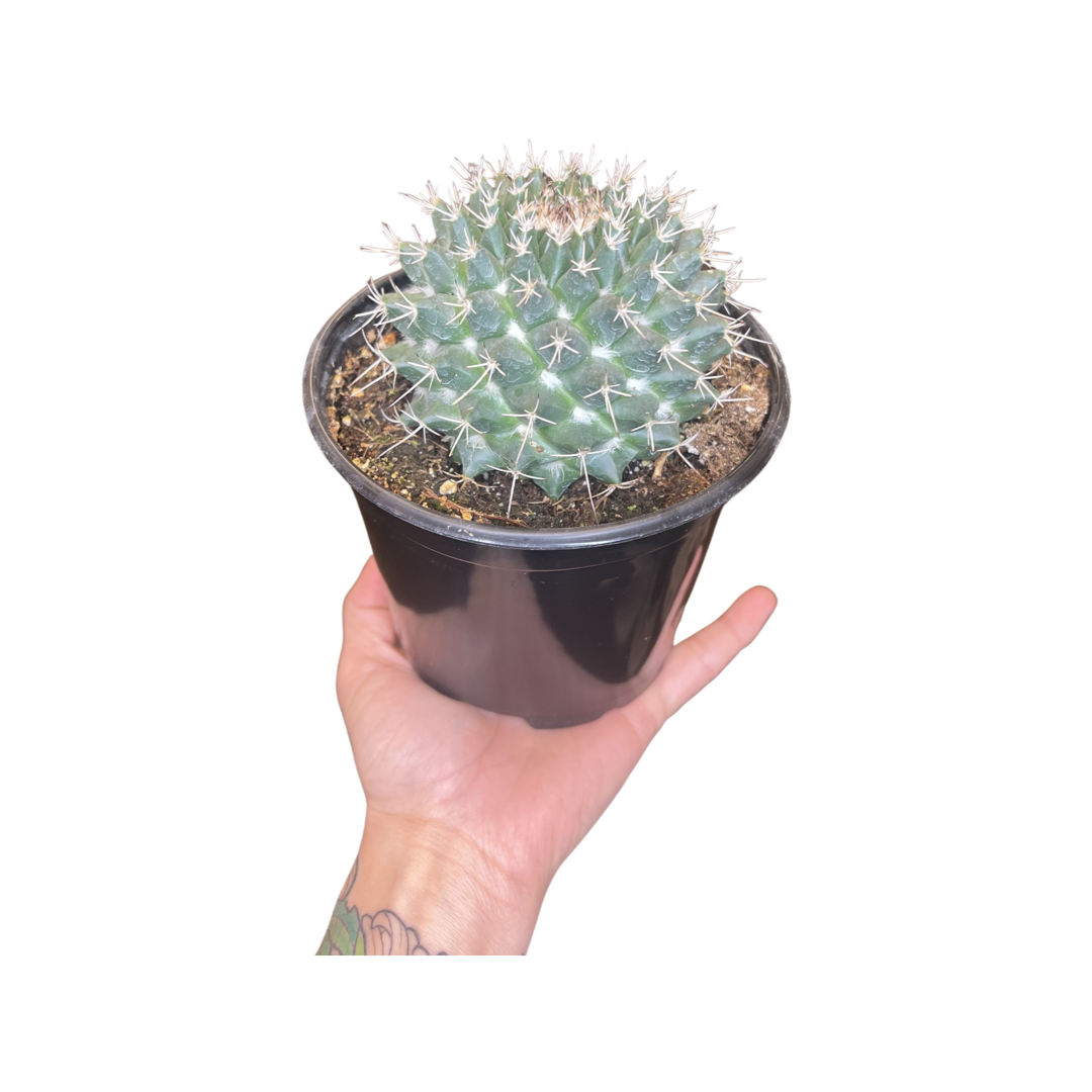 Cactus | Globe