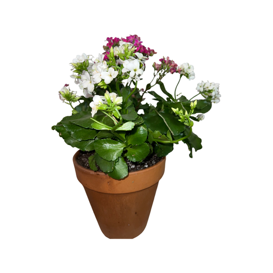 Kalanchoe